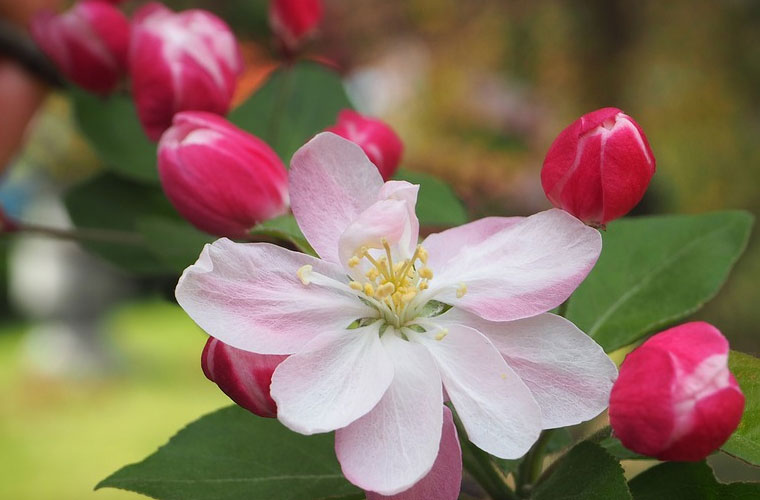 果蔬花卉生產(chǎn)技術(shù)專業(yè)