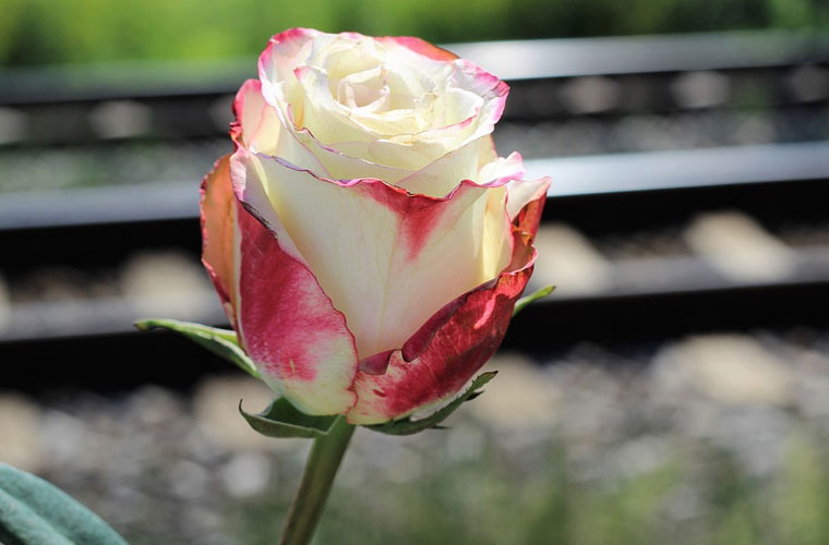 紹興藝術(shù)學(xué)校2025年報(bào)名條件、招生要求及招生對(duì)象